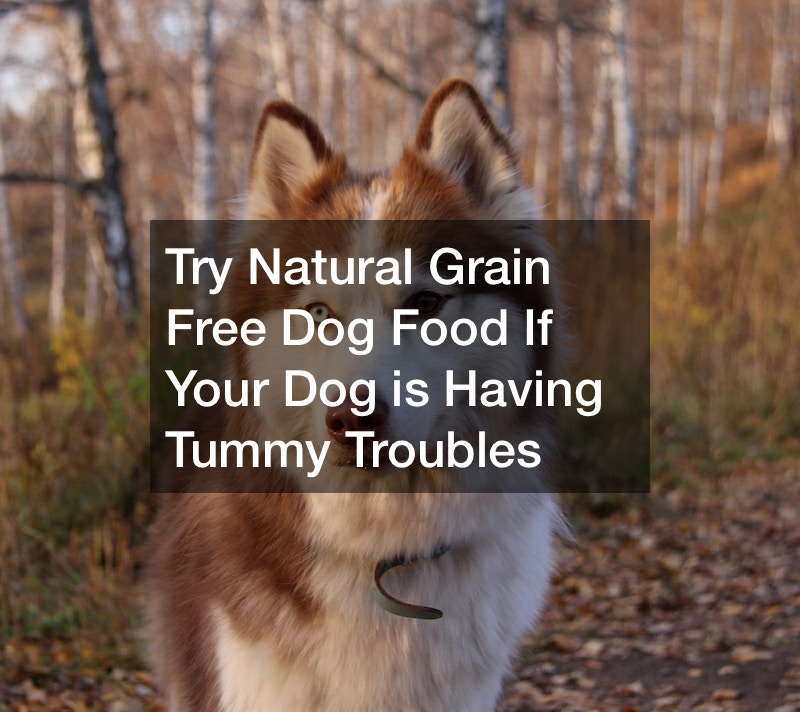 try-natural-grain-free-dog-food-if-your-dogs-having-tummy-troubles